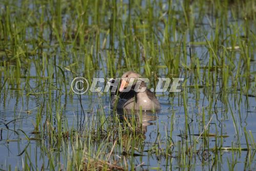 Impressionen aus dem Bingenheimer Ried