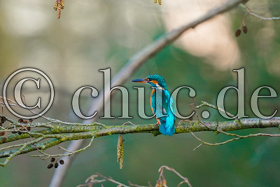 Eisvogel im Kurpark Bad Nauheim, Wildlife, Kurteich Bad Nauheim, Bad Nauheim, Kurpark, 15.02.20