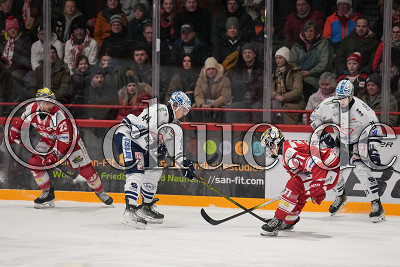 -23- Marius Erk (-C- EC Bad Nauheim) und -71- Mateu Sp&auml;th (EC Bad Nauheim) gegen -44- Nicolas Schindler (Dresdner Eisl&ouml;wen) und -21- Matej Mrazek (Dresdner Eisl&ouml;wen), DEL 2 - EC Bad Nauheim gegen Dresdner Eisl&ouml;wen, Bad Nauheim, Colonel-Knight-Stadion, 12.01.25
